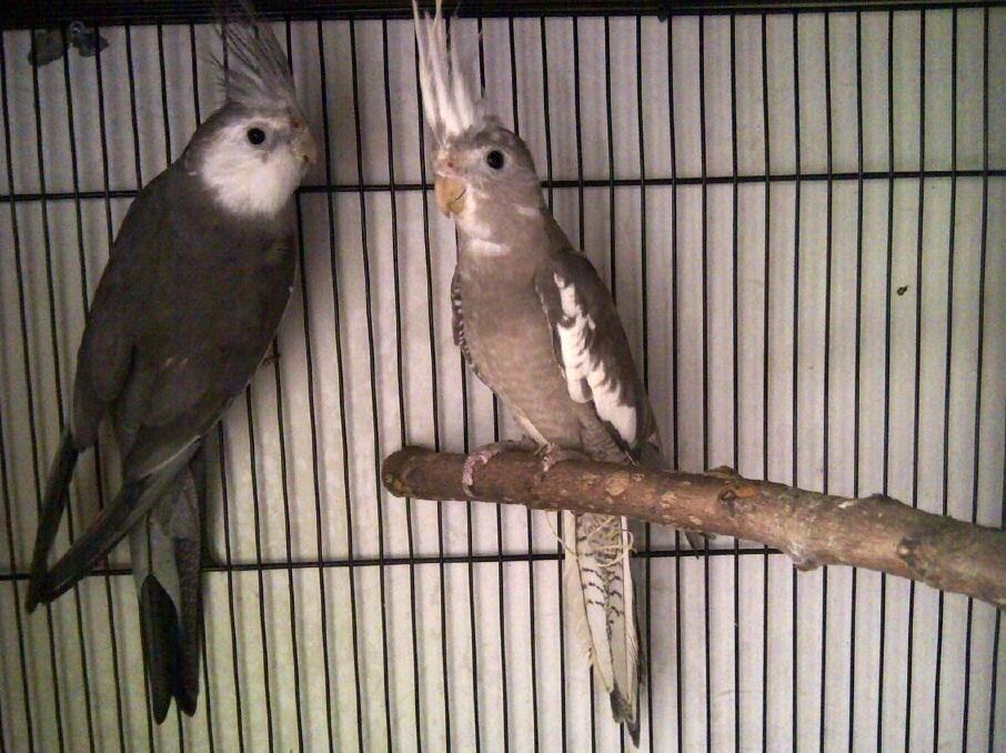 White faced cockatiel siap produksi