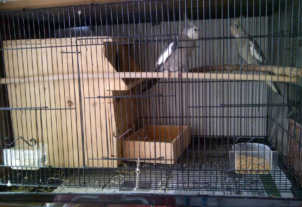 White faced cockatiel siap produksi