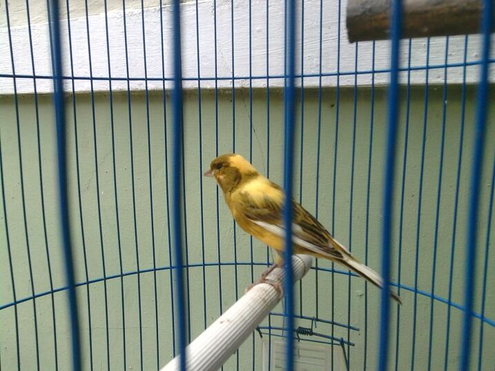 Kenari AF (F1ys X AF) Ring SKC JGJ Di Bekasi Timur