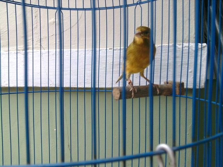 Kenari AF (F1ys X AF) Ring SKC JGJ Di Bekasi Timur
