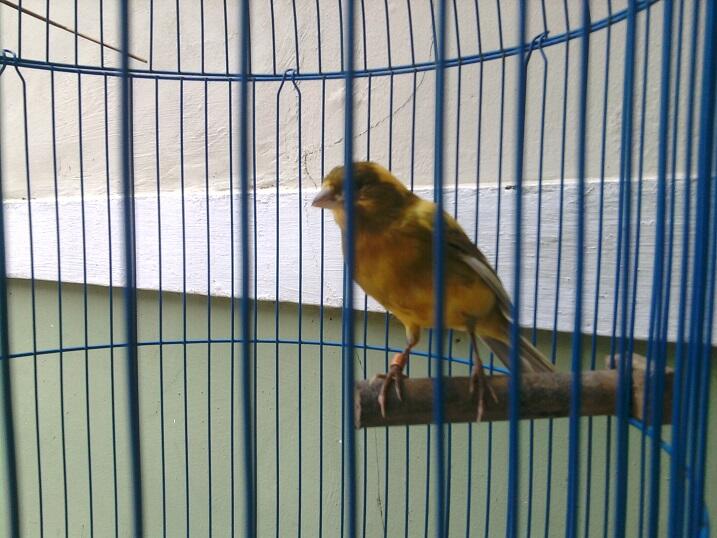 Kenari AF (F1ys X AF) Ring SKC JGJ Di Bekasi Timur
