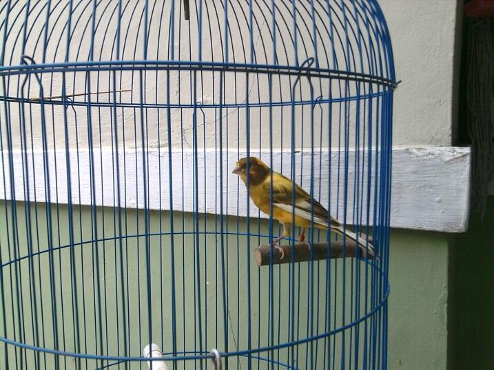 Kenari AF (F1ys X AF) Ring SKC JGJ Di Bekasi Timur