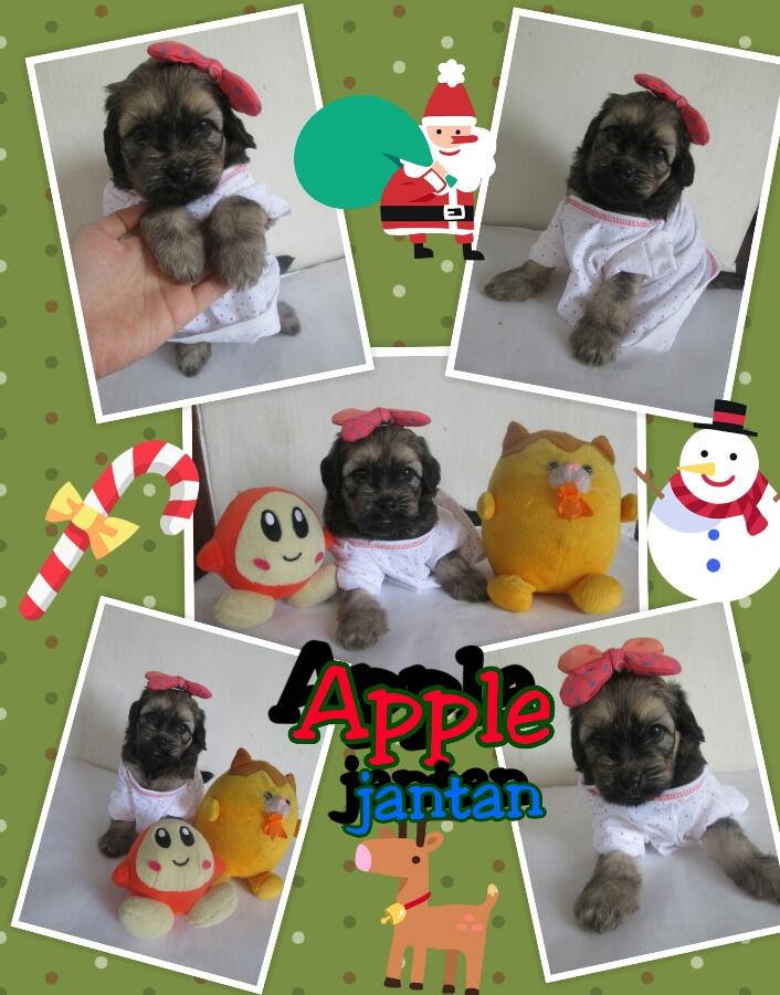 anak anjing campuran mix lucu