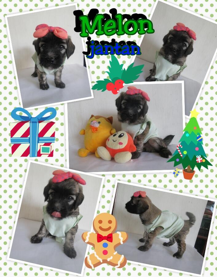anak anjing campuran mix lucu