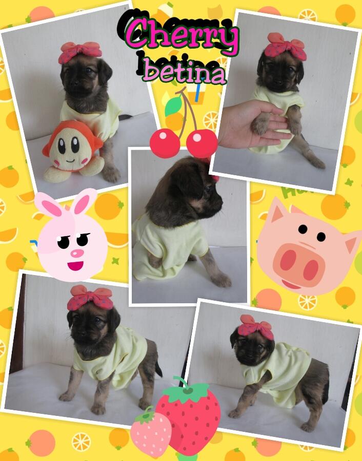 anak anjing campuran mix lucu