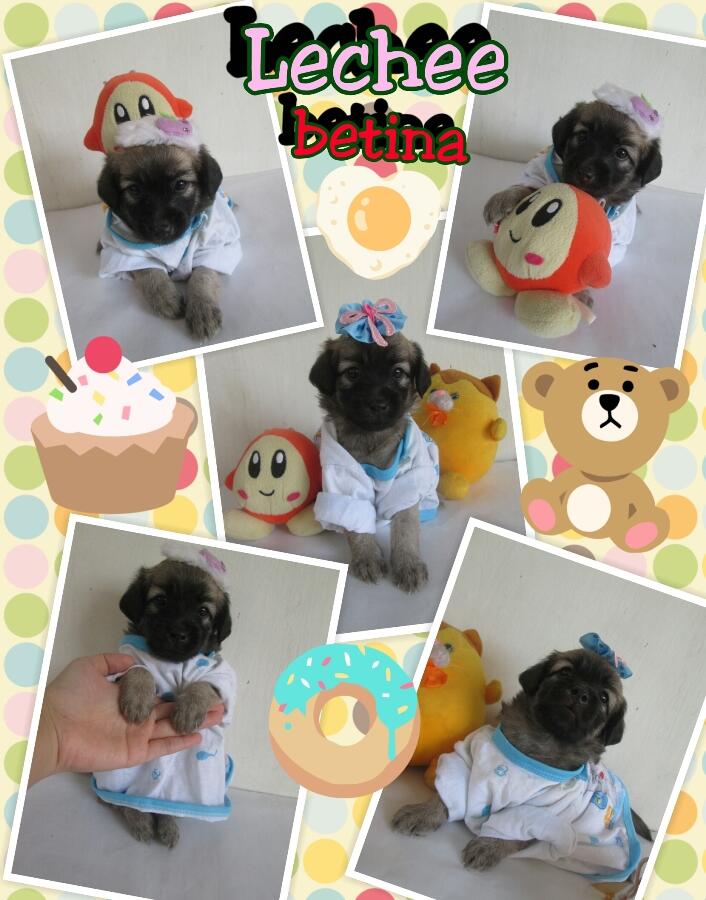 anak anjing campuran mix lucu