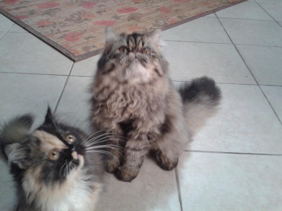 KUCING PERSIA LONGHAIR BETINA PED CFI