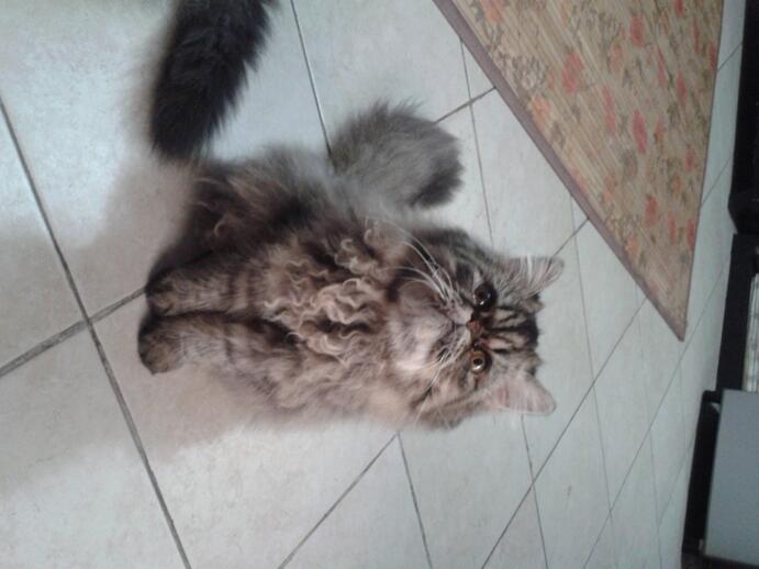 KUCING PERSIA LONGHAIR BETINA PED CFI