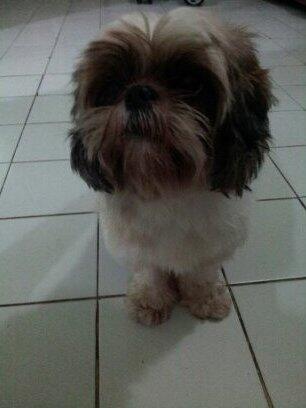 Jual Indukan Shihtzu Tricolor Good Quality