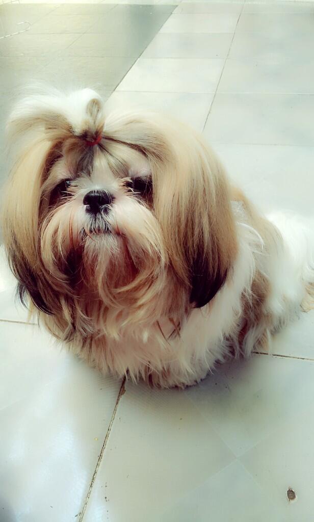 Jual Indukan Shihtzu Tricolor Good Quality