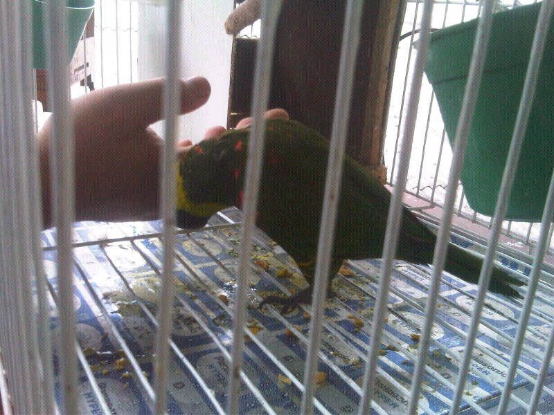 nuri pelangi jinak + kandang besi