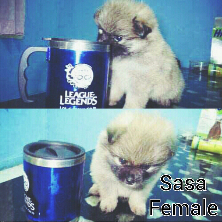 female pomeranian puppy 8 weeks