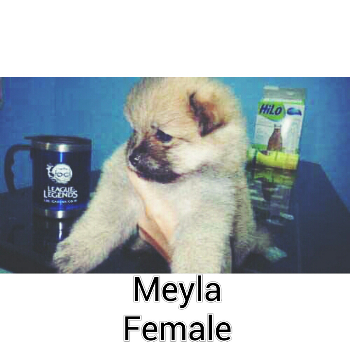 female pomeranian puppy 8 weeks