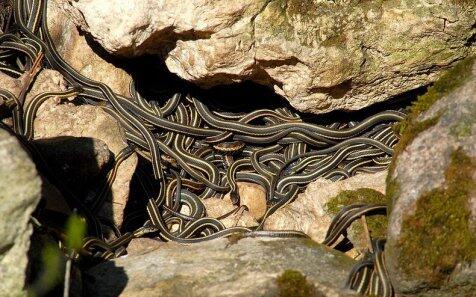 Narcisse Snake Pit, 'kolam' ular terbesar di dunia (berani masuk kolam ini dewa)