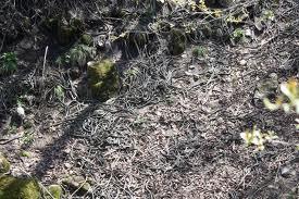 Narcisse Snake Pit, 'kolam' ular terbesar di dunia (berani masuk kolam ini dewa)