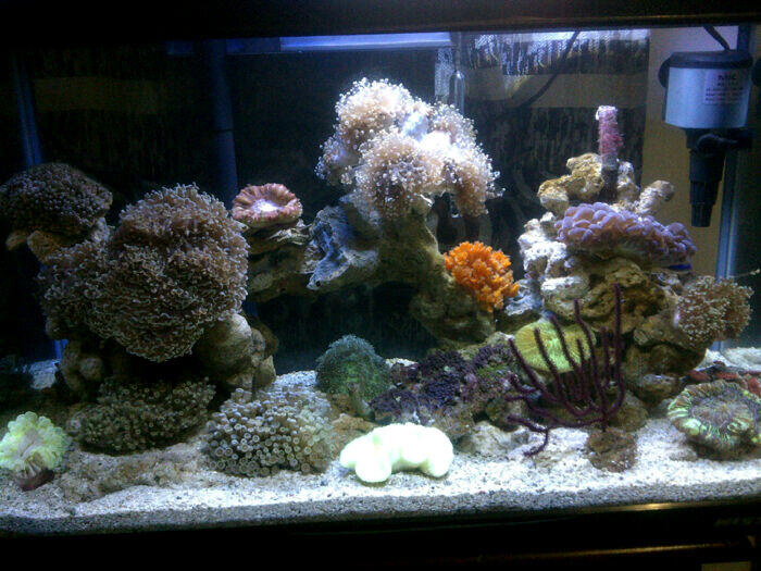 Jual Akuarium laut dengan biotanya