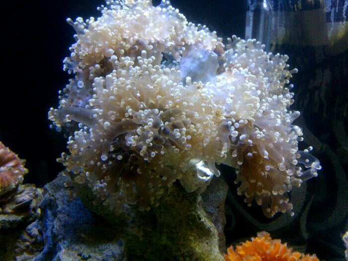 Jual Akuarium laut dengan biotanya