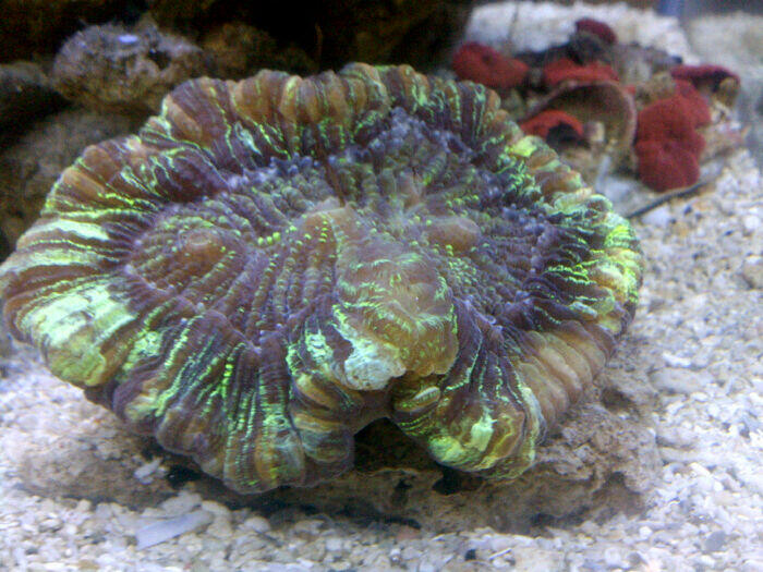 Jual Akuarium laut dengan biotanya