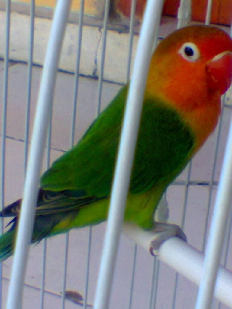 Jual Lovebird IJO betina