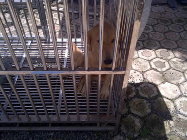 Jual anjing : GOLDEN.. Umur 6 bulan Terawat