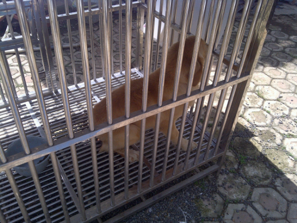 Jual anjing : GOLDEN.. Umur 6 bulan Terawat