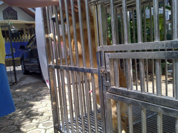Jual anjing : GOLDEN.. Umur 6 bulan Terawat