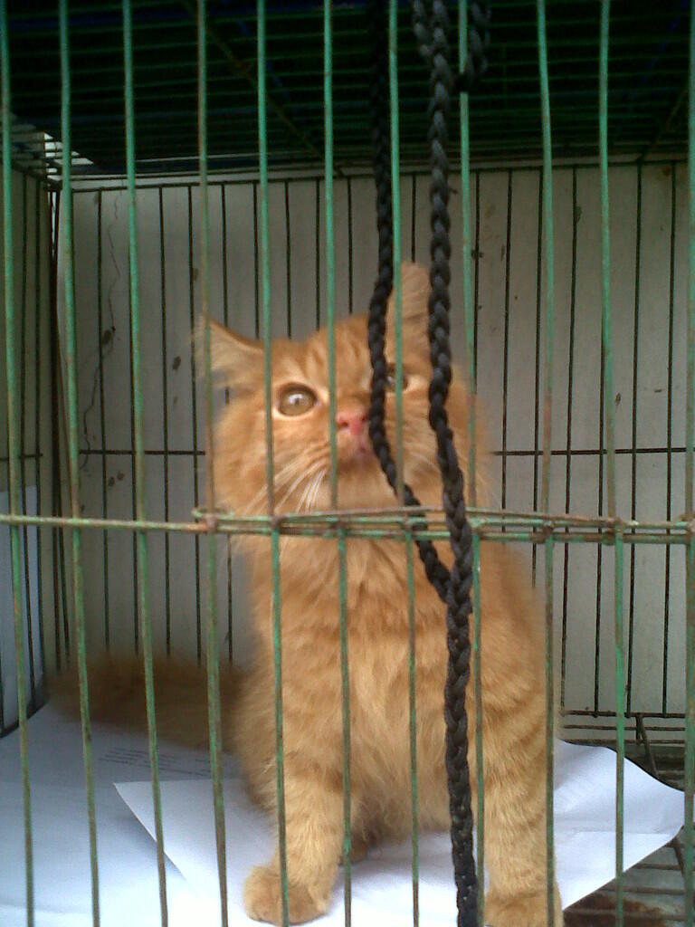 kucing persian betina garfield 4 bulan semok-BOGOR