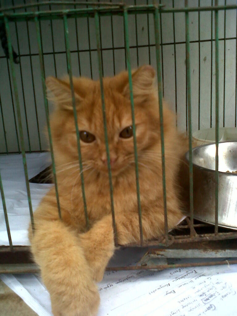 kucing persian betina garfield 4 bulan semok-BOGOR