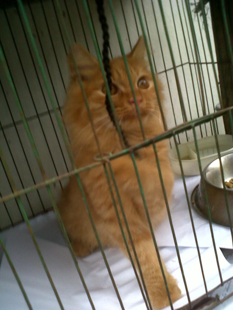 kucing persian betina garfield 4 bulan semok-BOGOR