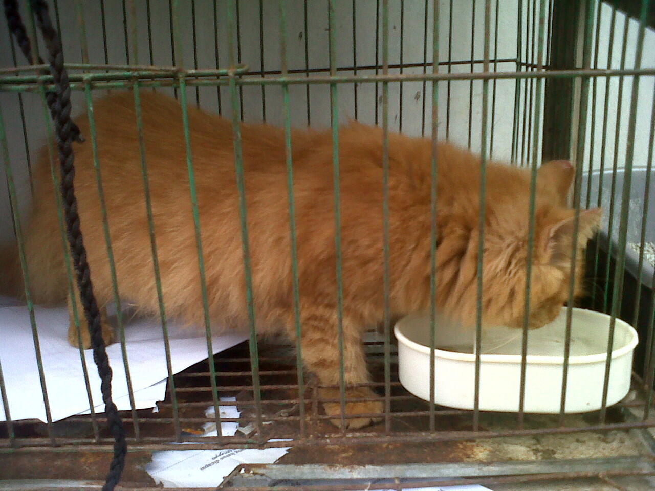 kucing persian betina garfield 4 bulan semok-BOGOR