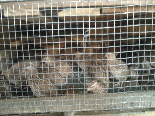Ricquail Farm " JUAL PUYUH PEDAGING"