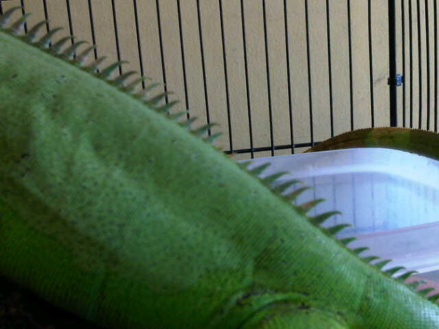 green + super red iguana murah