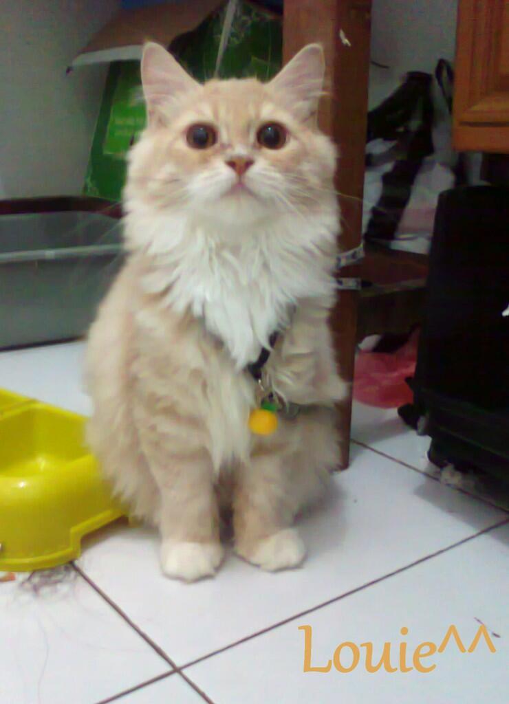 KUCING PERSIA LUCU - MEDIUM HAIR