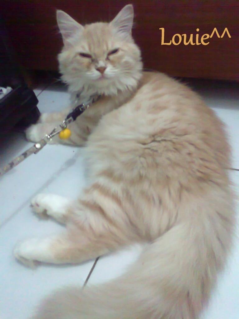 KUCING PERSIA LUCU - MEDIUM HAIR