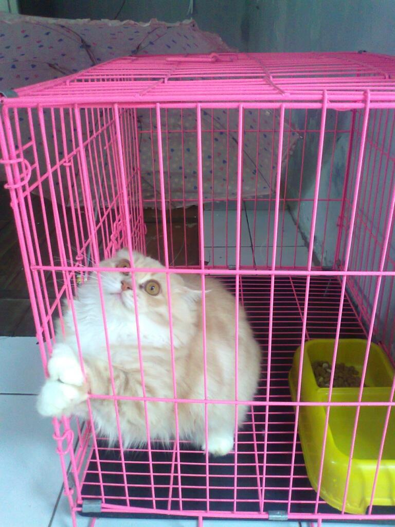 KUCING PERSIA LUCU - MEDIUM HAIR