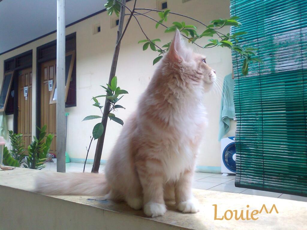 KUCING PERSIA LUCU - MEDIUM HAIR