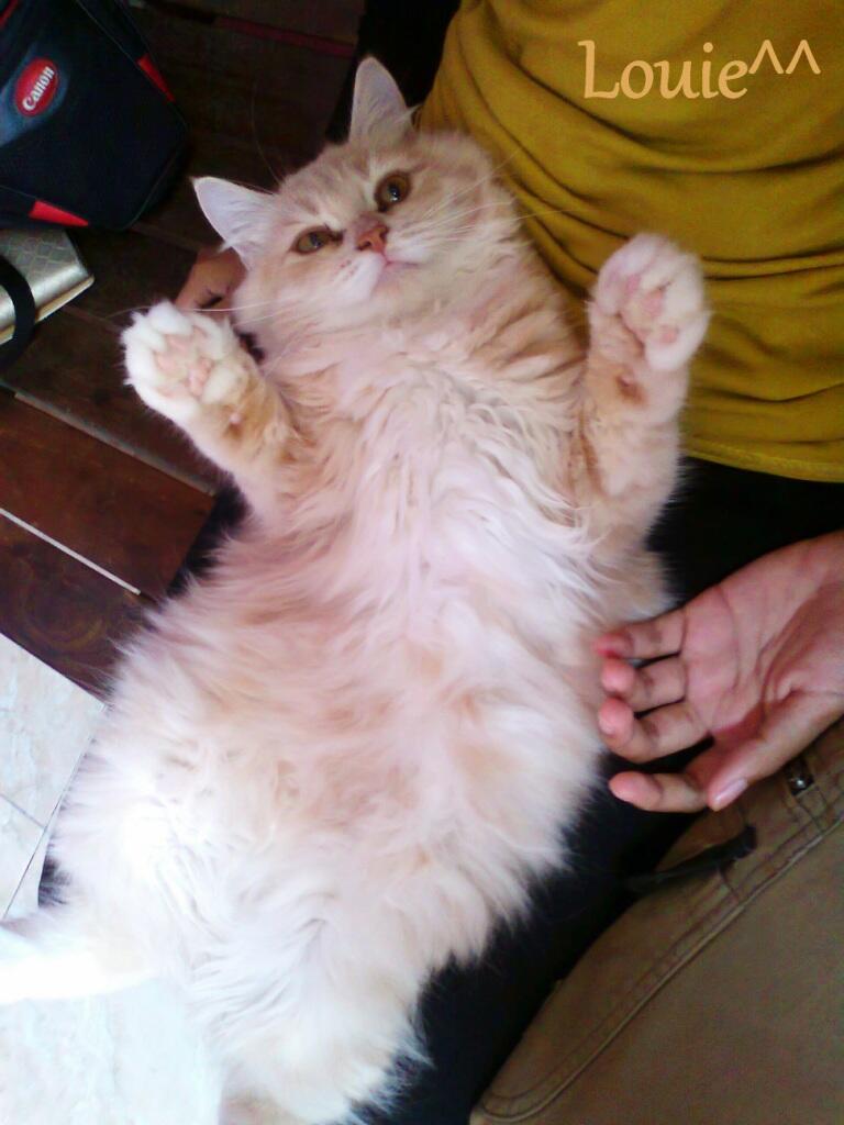 KUCING PERSIA LUCU - MEDIUM HAIR