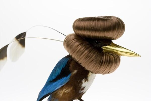 Burung Yang Diawetkan Dihiasai Dengan Rambut Manusia Read more at http://www.uniqpos