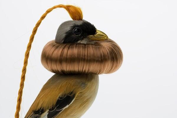 Burung Yang Diawetkan Dihiasai Dengan Rambut Manusia Read more at http://www.uniqpos