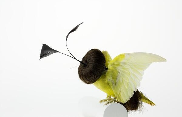 Burung Yang Diawetkan Dihiasai Dengan Rambut Manusia Read more at http://www.uniqpos