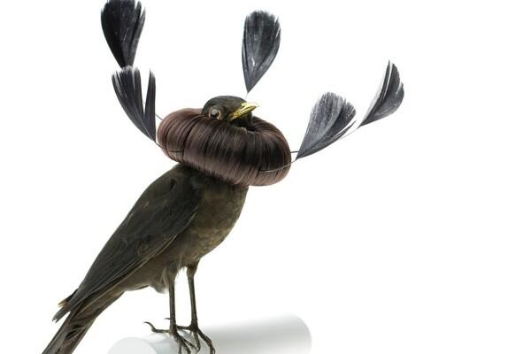 Burung Yang Diawetkan Dihiasai Dengan Rambut Manusia Read more at http://www.uniqpos