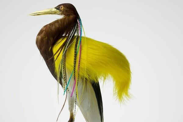 Burung Yang Diawetkan Dihiasai Dengan Rambut Manusia Read more at http://www.uniqpos