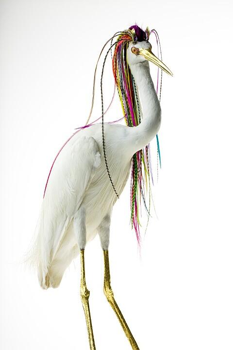 Burung Yang Diawetkan Dihiasai Dengan Rambut Manusia Read more at http://www.uniqpos