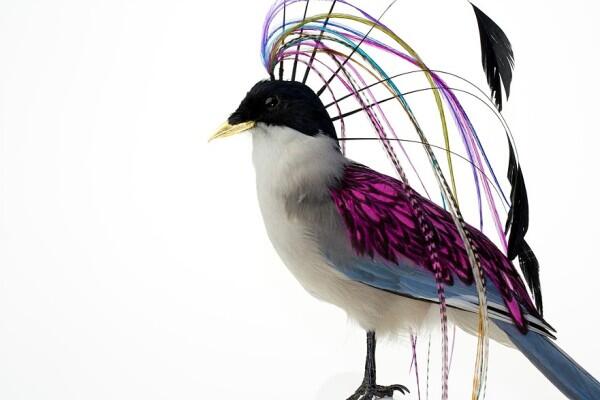 Burung Yang Diawetkan Dihiasai Dengan Rambut Manusia Read more at http://www.uniqpos