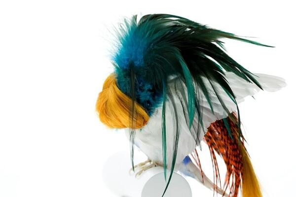 Burung Yang Diawetkan Dihiasai Dengan Rambut Manusia Read more at http://www.uniqpos