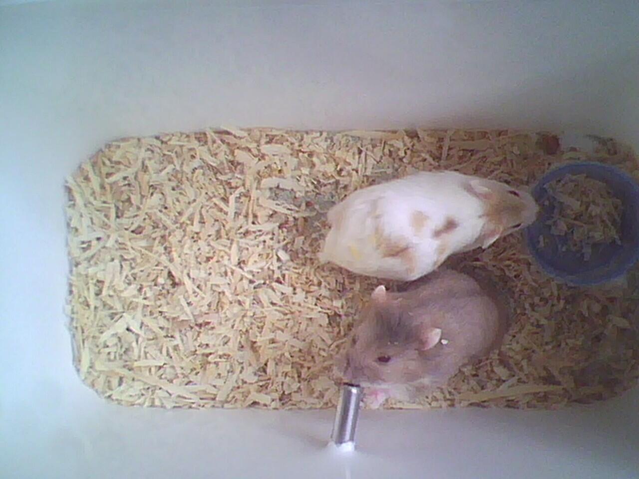 hamster campbell