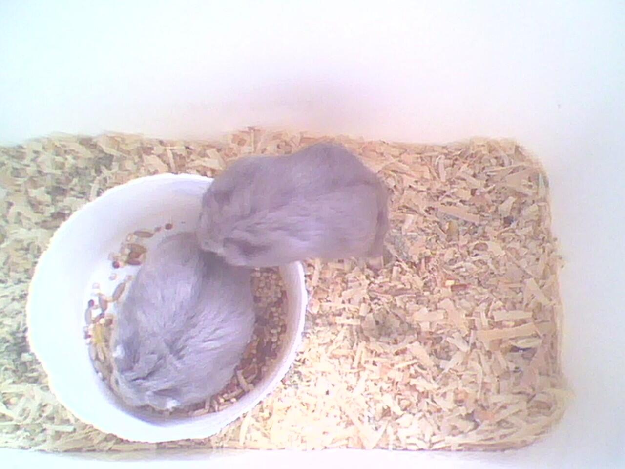 hamster campbell
