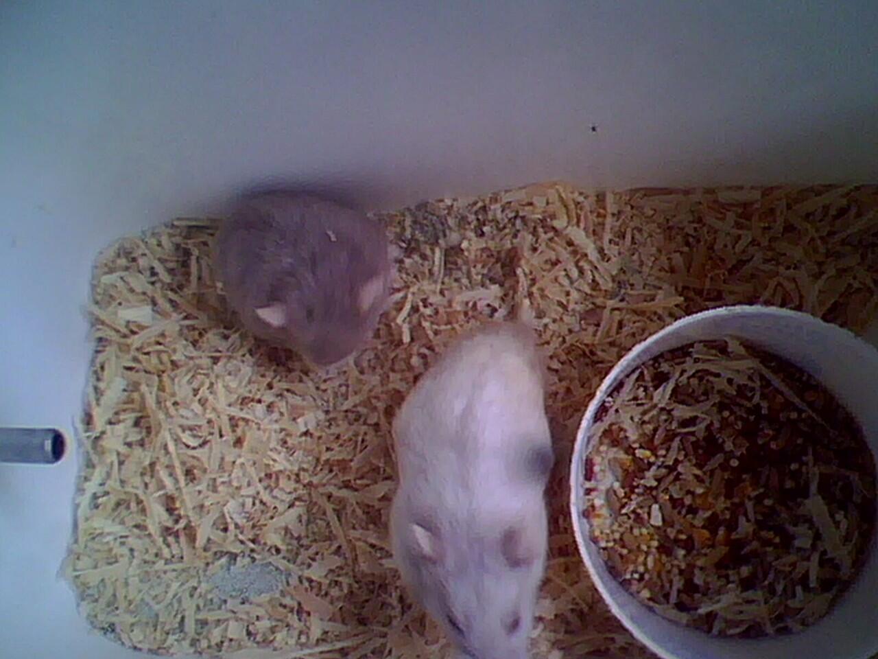 hamster campbell