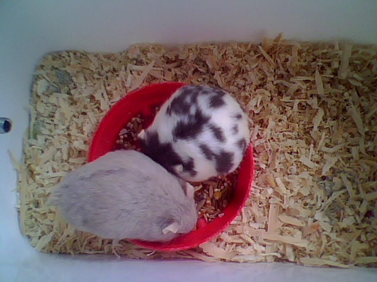 hamster campbell