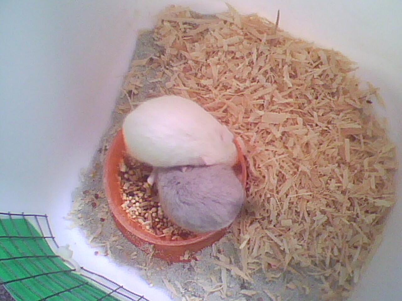 hamster campbell